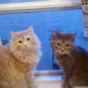 Meet your Posher, Tiffany